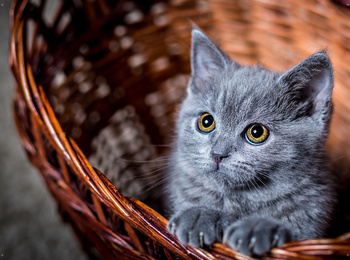 Tło do skarbonki - Kot