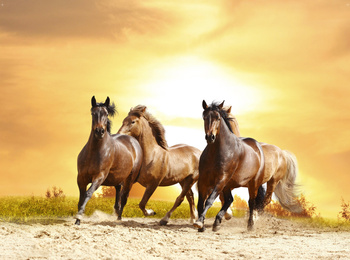 Hintergrund Wandspardose | Pferde